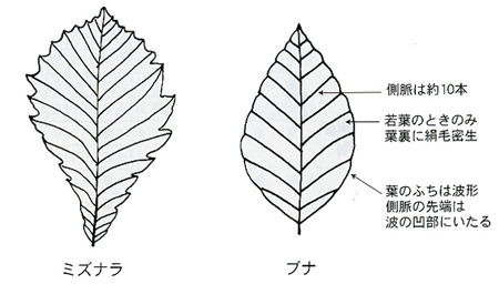 ブナの葉の特徴
