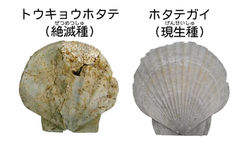 貝殻の化石になります貝殻化石
